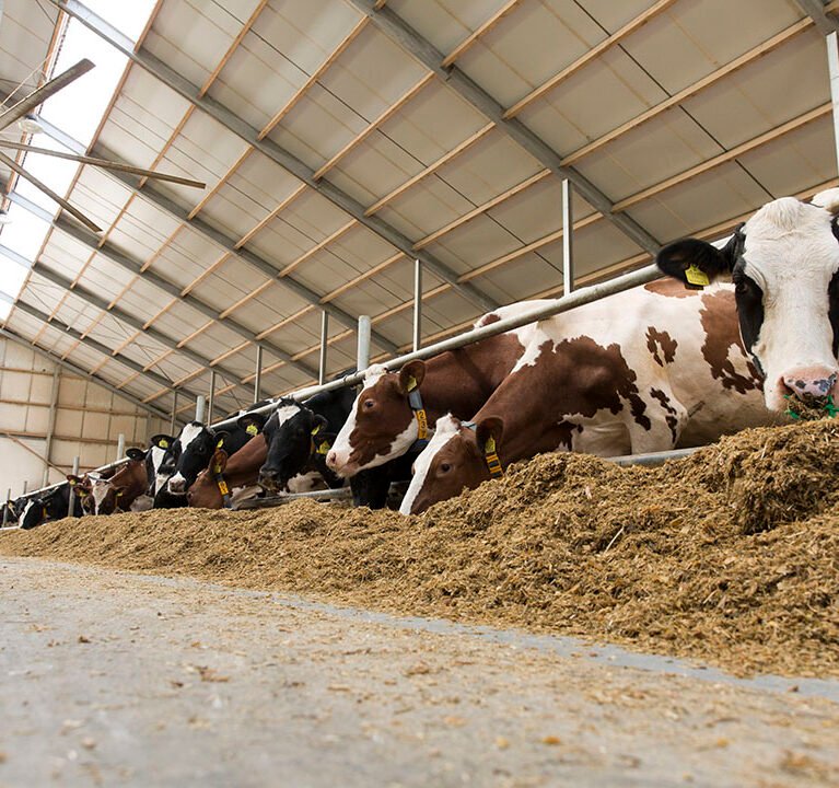 Dairy Animals Health & Productivity